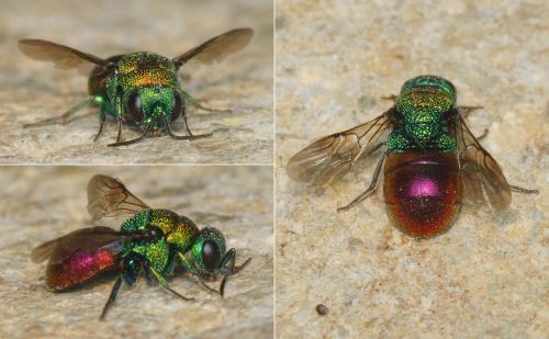 Réf. 286 722 : Holopyga ignicollis